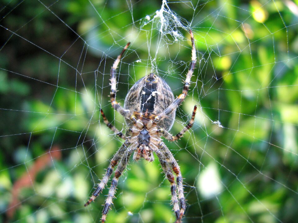 Spider animals nature