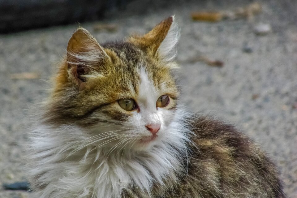 Cute young portrait