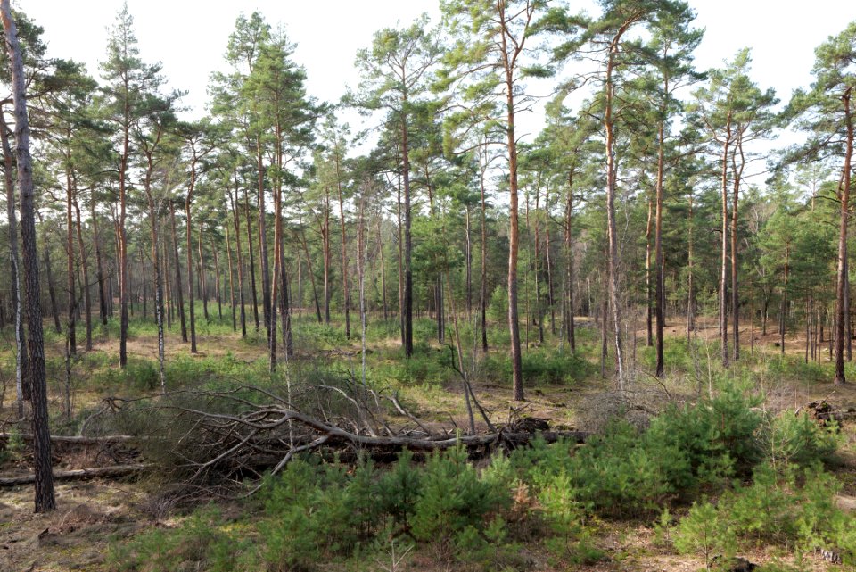 North of Parforceheide 2021-02-24 33