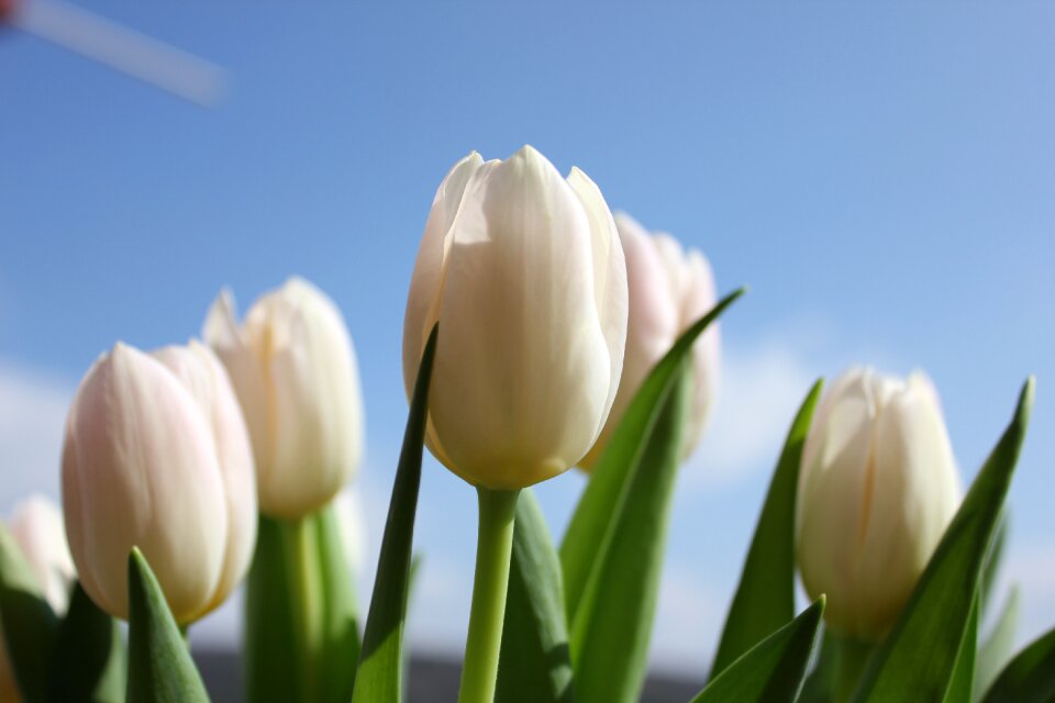 Nature spring flowers