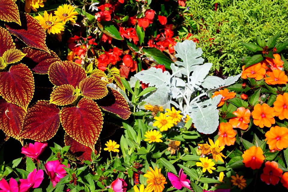 Botanical garden überlingen spring