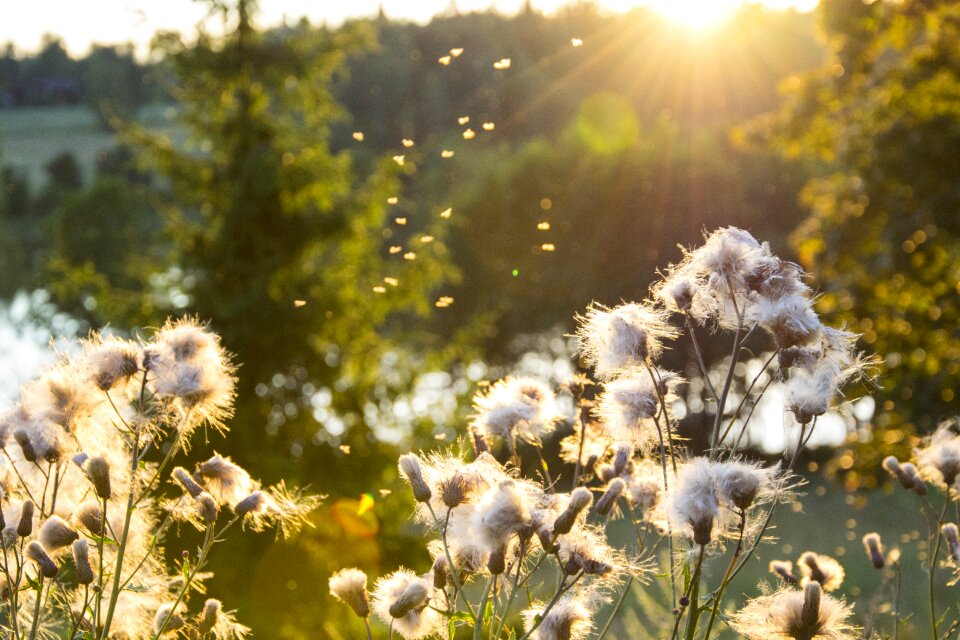 Summer sunset light photo