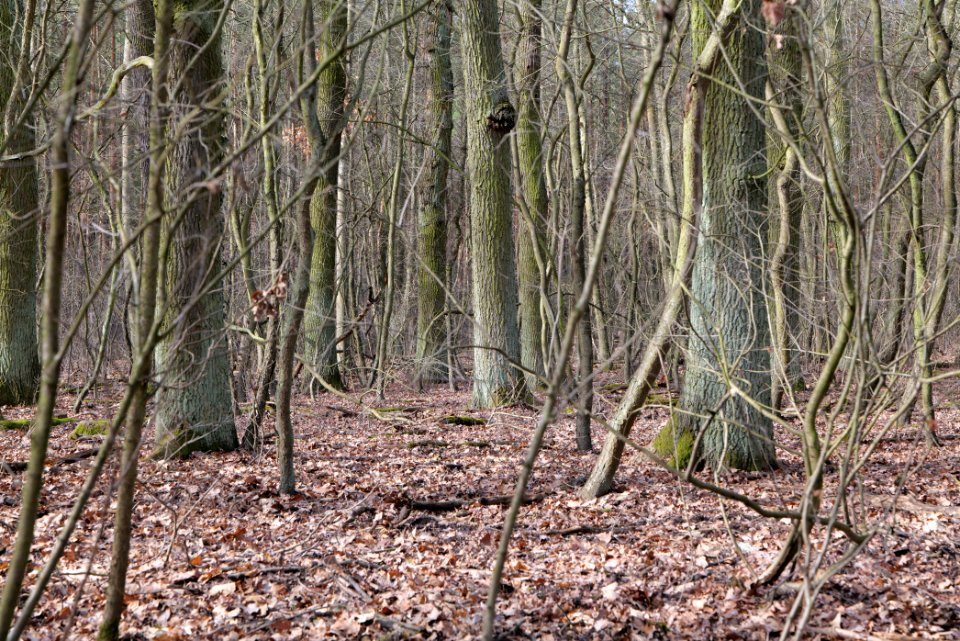 North of Parforceheide 2021-02-24 42
