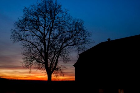 Marbach tree silhouette