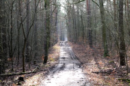 North of Parforceheide 2021-02-24 45