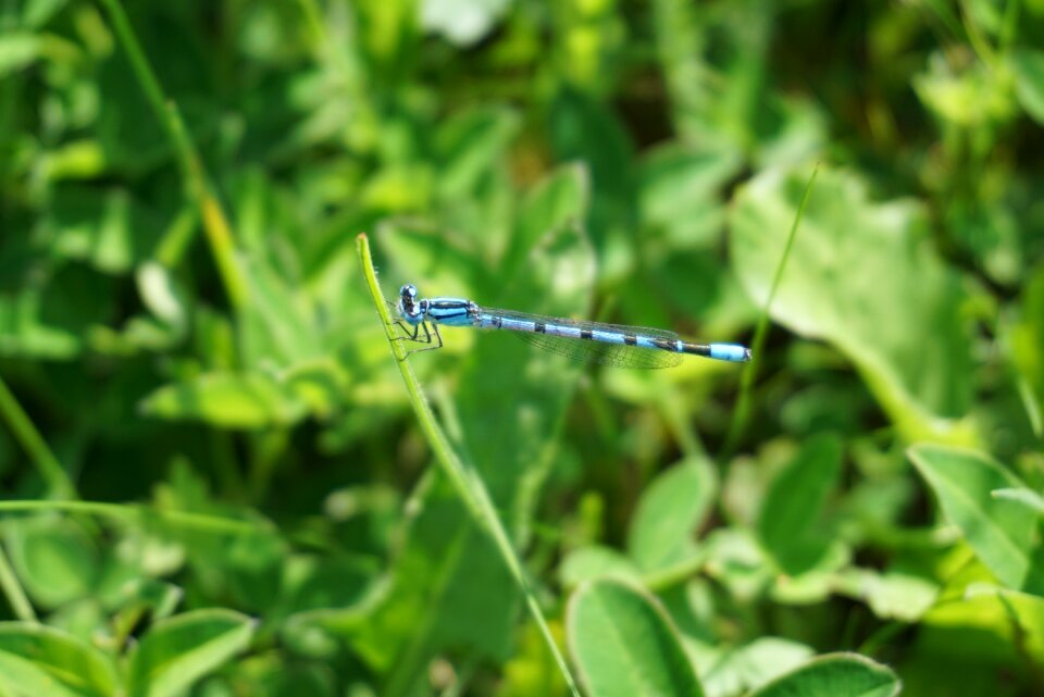 Small dragonfly flight insect leaf