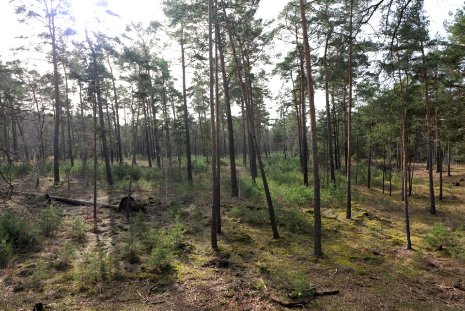 North of Parforceheide 2021-02-24 21