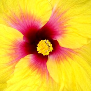 Tulum mexico yellow