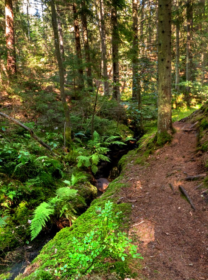 North path into Gullmarsskogen ravine