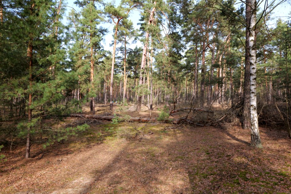 North of Parforceheide 2021-02-24 18