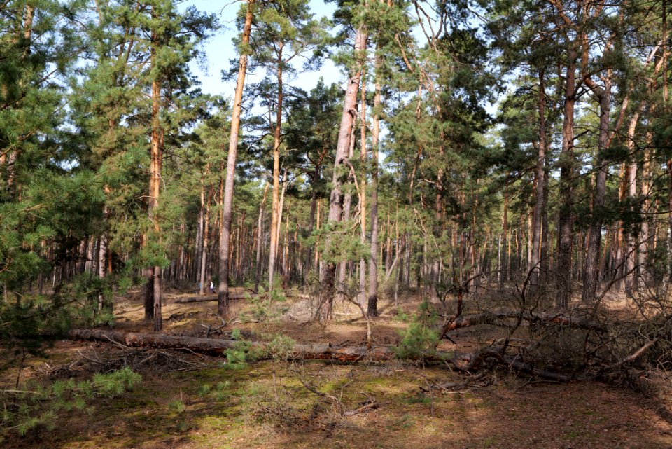 North of Parforceheide 2021-02-24 19