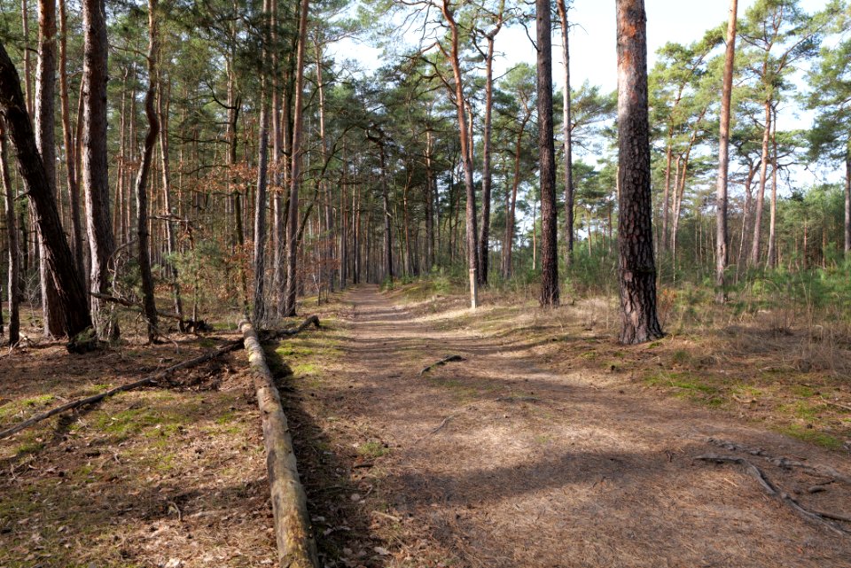 North of Parforceheide 2021-02-24 11