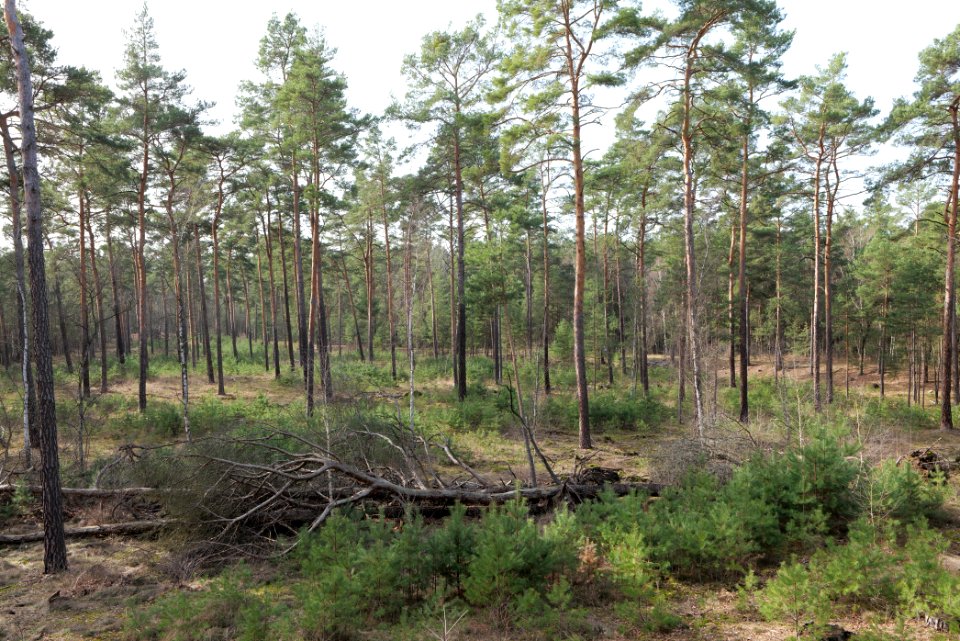 North of Parforceheide 2021-02-24 32