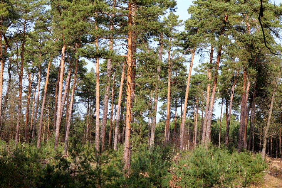 North of Parforceheide 2021-02-24 17