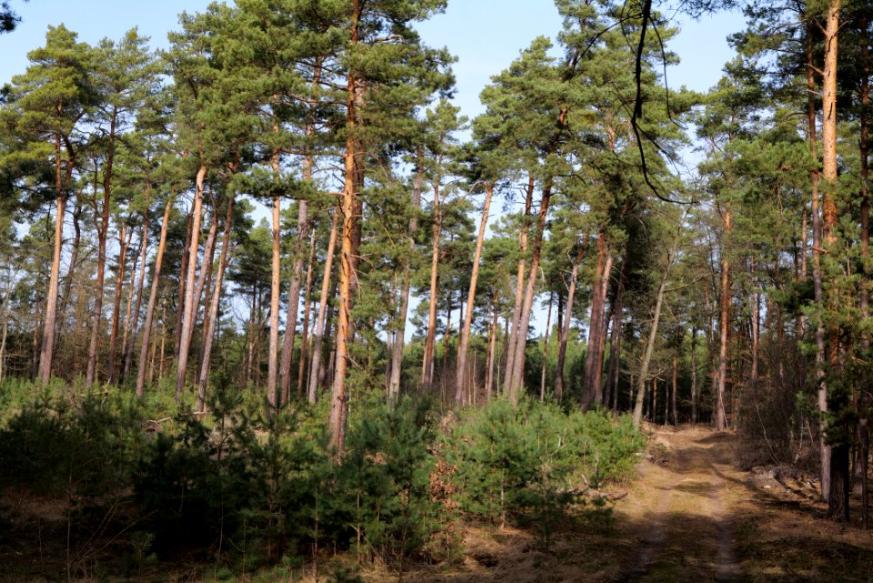 North of Parforceheide 2021-02-24 14