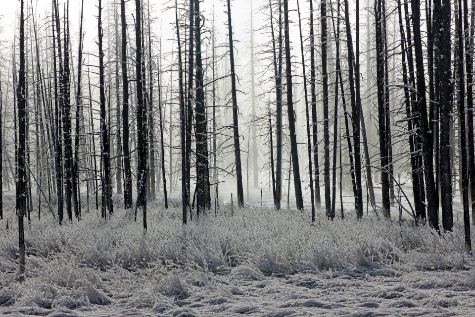Winter morning nature