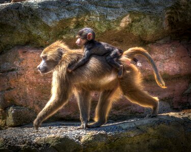 Primate wildlife nature photo