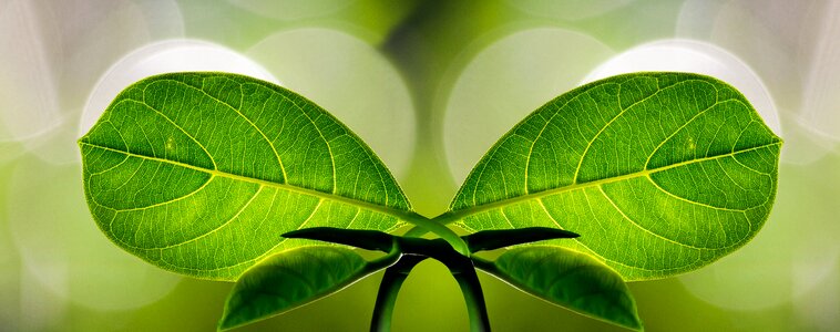 Leaf symmetry nature photo