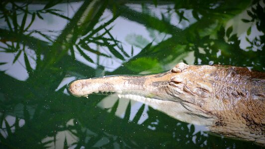 Distinctive animal reptile