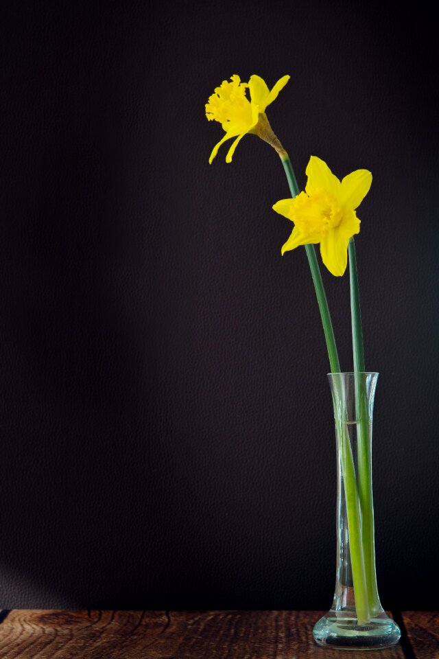 Flower yellow flower spring flower