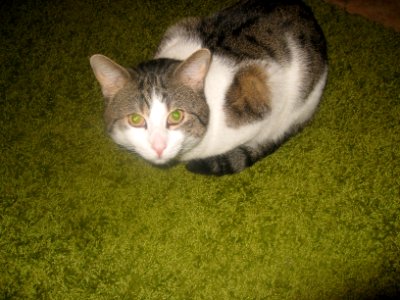 Nopple cat