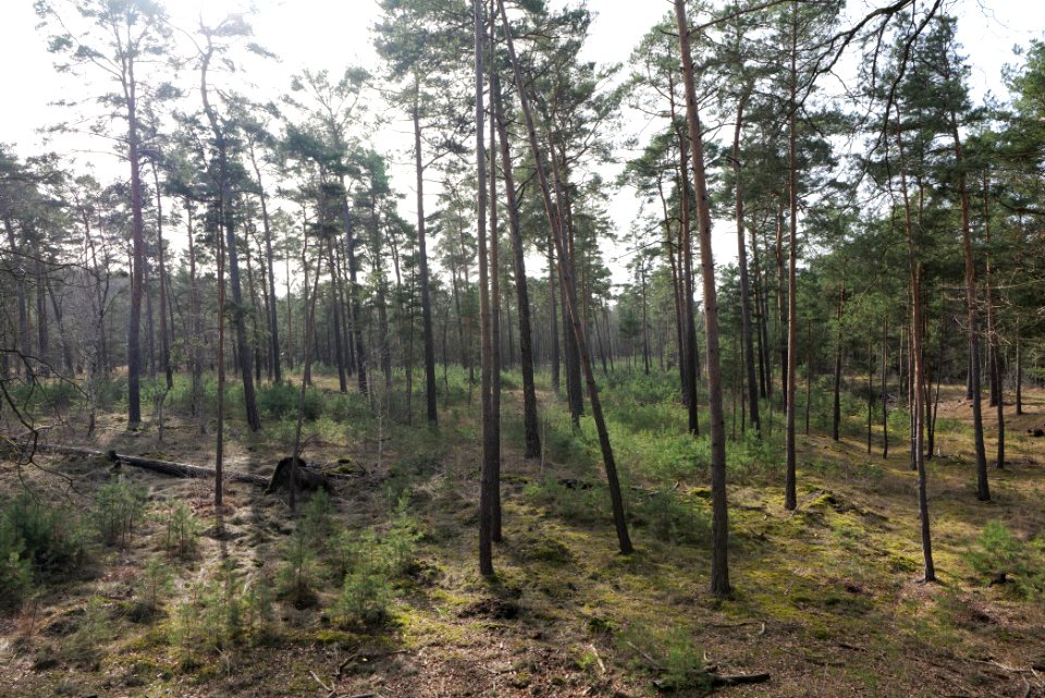 North of Parforceheide 2021-02-24 22