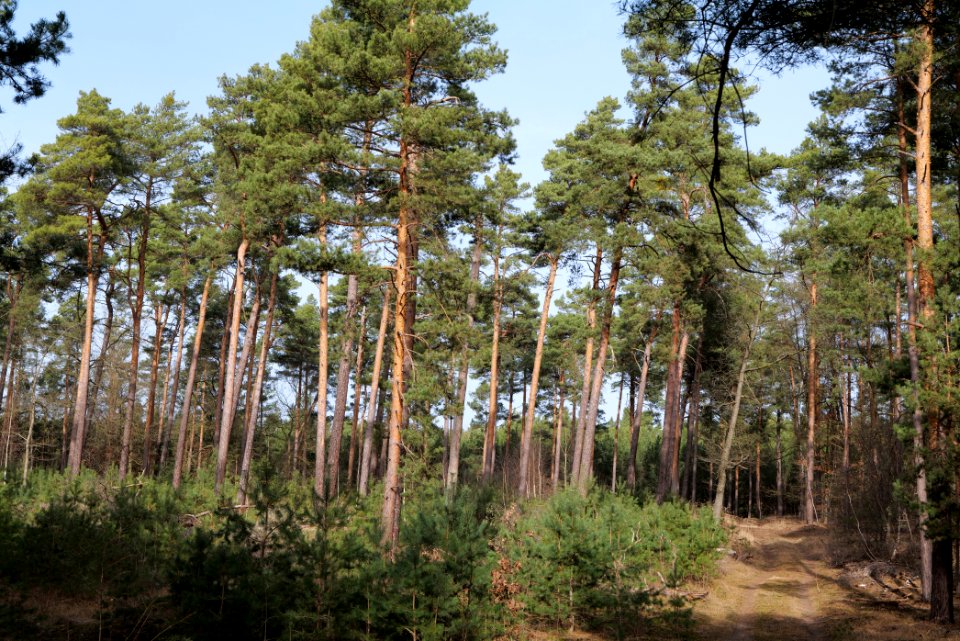 North of Parforceheide 2021-02-24 16