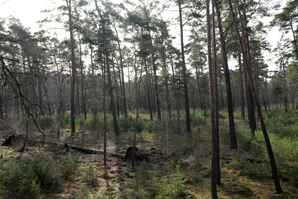North of Parforceheide 2021-02-24 28