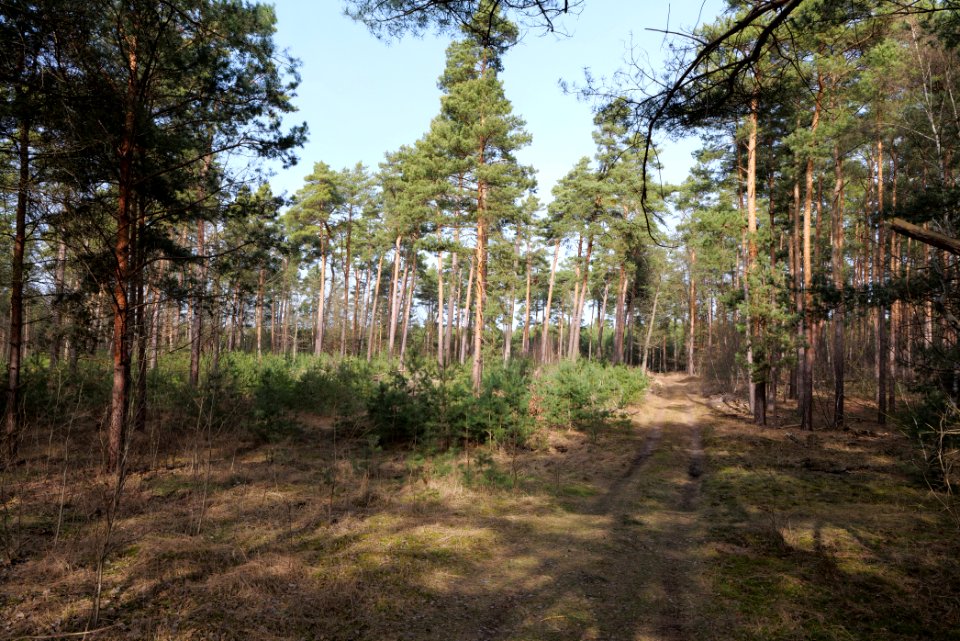 North of Parforceheide 2021-02-24 13