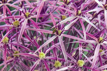 Ball purple plant
