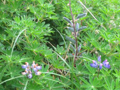 Nootka Lupin on Islet off Break Island