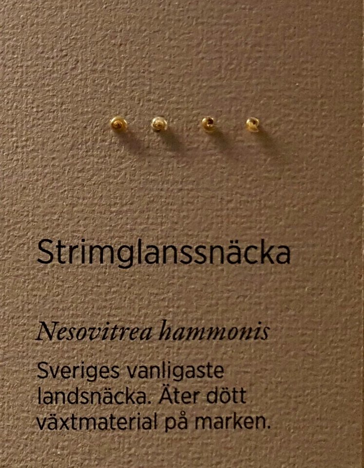Nesovitrea hammonis Gothenburg