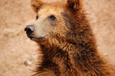 Brown bear show animal