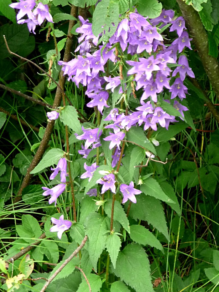 Nesselblaettrige Glockenblume Bärnzell