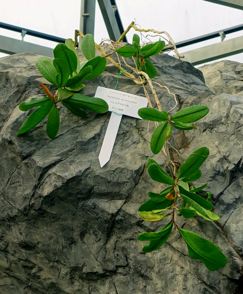 Norantea guianensis - Shinjuku Gyo-en Greenhouse - Tokyo, Japan - DSC05930
