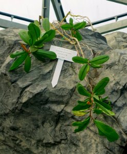 Norantea guianensis - Shinjuku Gyo-en Greenhouse - Tokyo, Japan - DSC05930