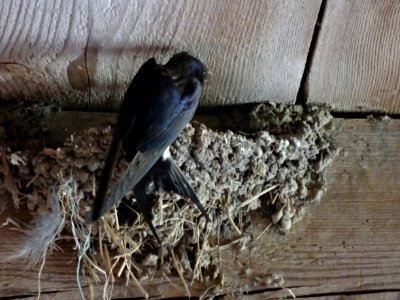 Nest of hirundo rustica rustica 5 photo