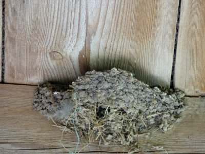 Nest of hirundo rustica rustica 2 photo