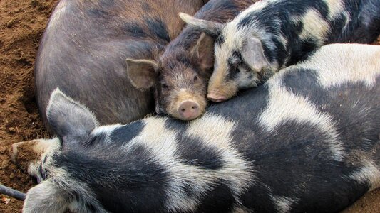 Animal farm domestic