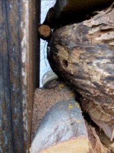 Nest einer Holzbiene