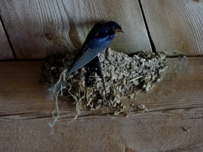 Nest of hirundo rustica rustica 1 photo