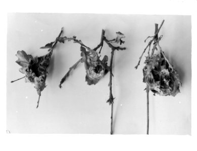 Nesten door vogels uitgepikt, Bestanddeelnr 253-7436