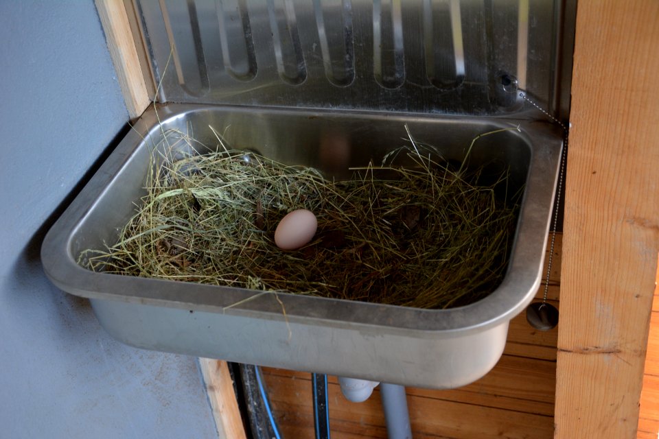 Nest im Waschbecken (2)