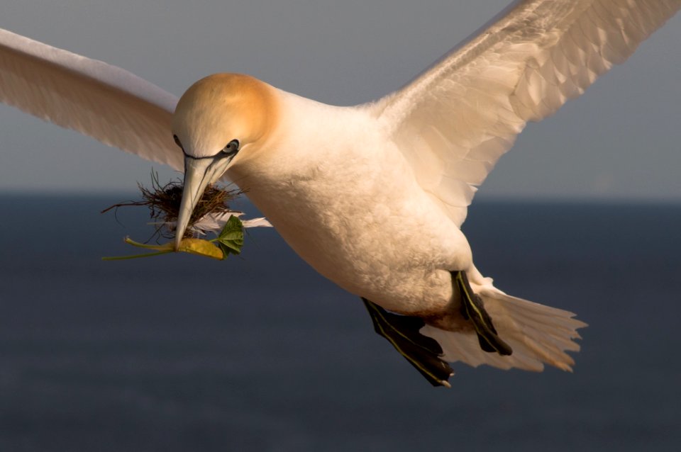 Nesting material of a northern gannet