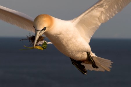 Nesting material of a northern gannet