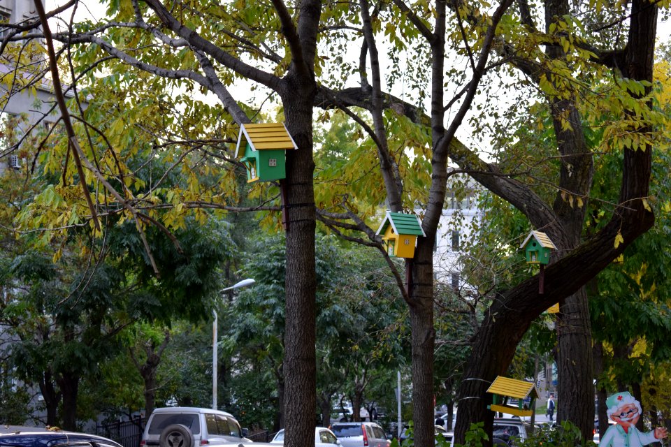 Nest boxes in Vladivostok b 13