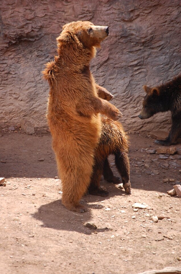 Brown bear show animal