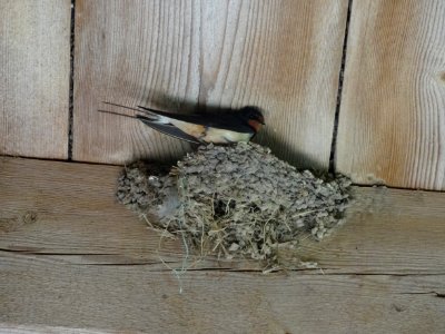 Nest of hirundo rustica rustica 4 photo