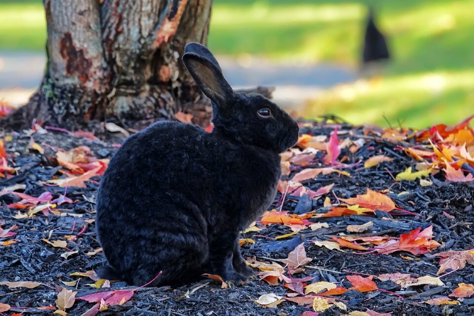 Wildlife nature cute