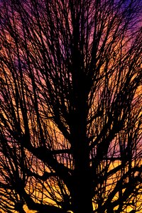 Solitary tree sunset sky photo